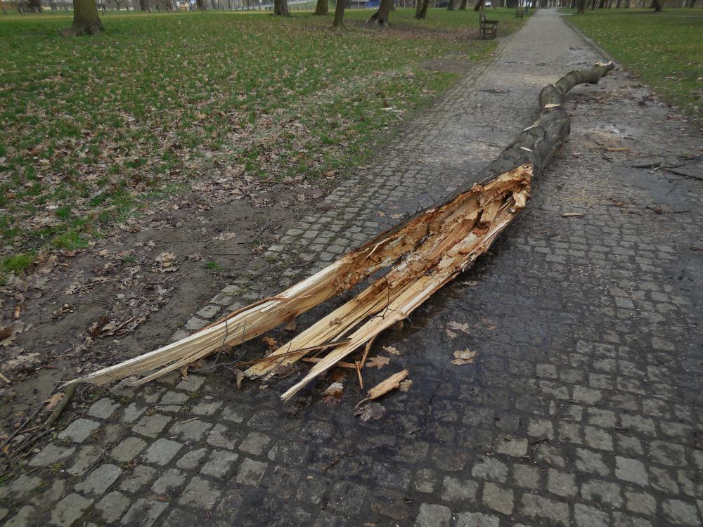 2036532_Následky vichřice a poryvů silného větru ve Stromovce 30.3.-2.4.2015