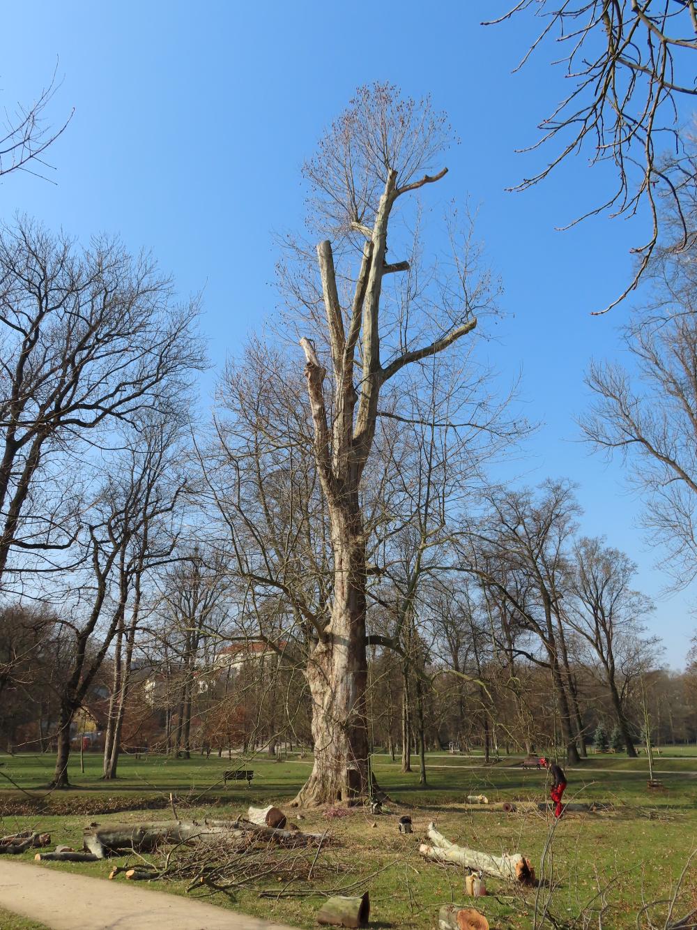 3258694_Odborný arboristický zásah na starém platanu ve Starém parku ve Stromovce