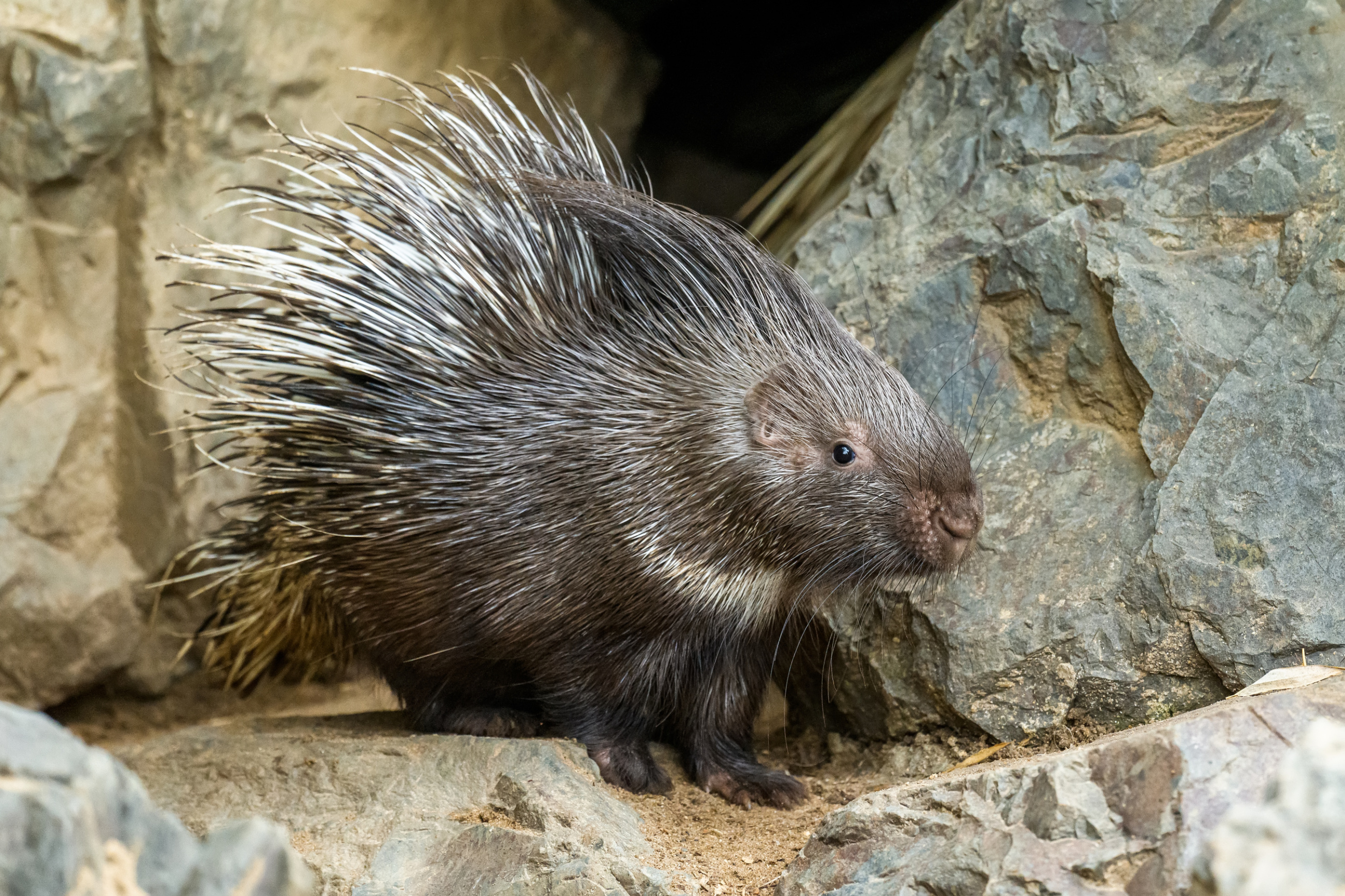 Dikobraz srstnatonosý v pražské zoo