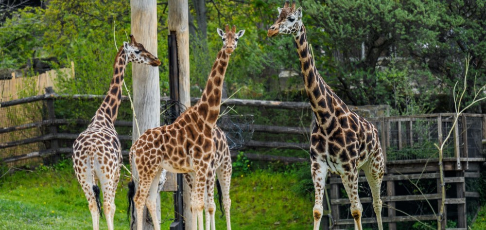 Žirafy v pražské zoo