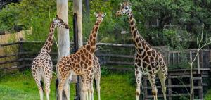Žirafy v Zoo Praha