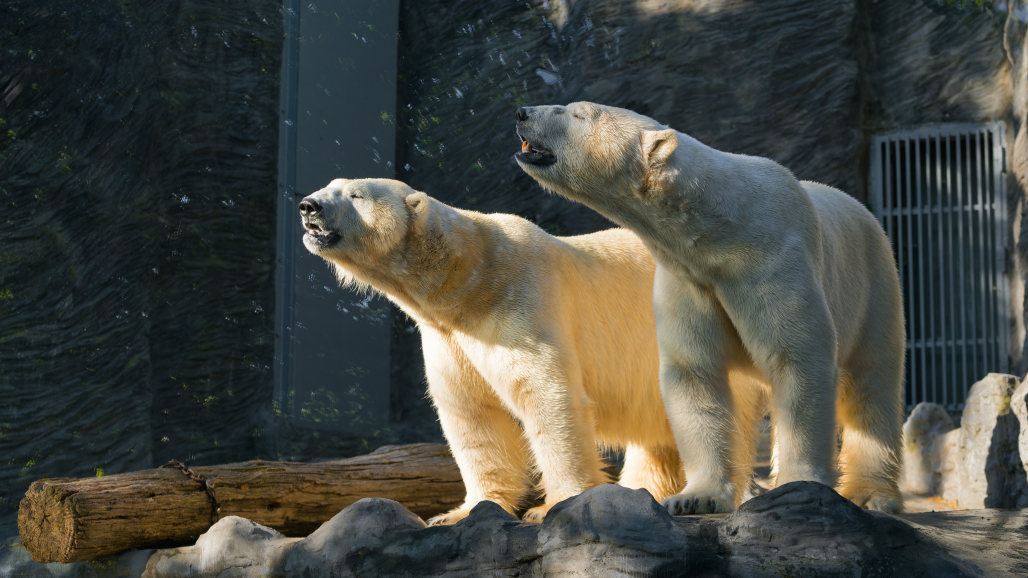 Lední medvědi – dvojčata Gregor a Aleut – v Zoo Praha