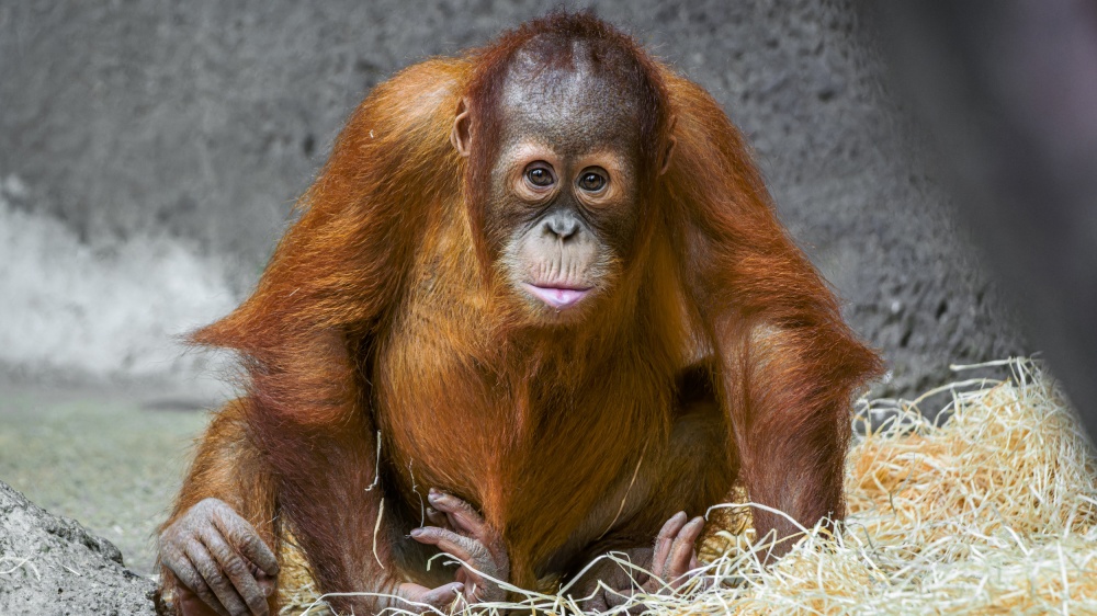 Orangutan sumaterský Kawi