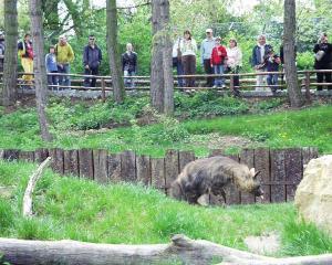 ZOO - Praha -nová ubikace hyen