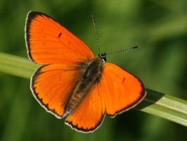 ohniváček černočárný (Foto: Marek Vojtíšek)