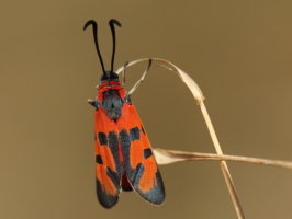 vřetenuška pozdní (Foto: Marek Vojtíšek)