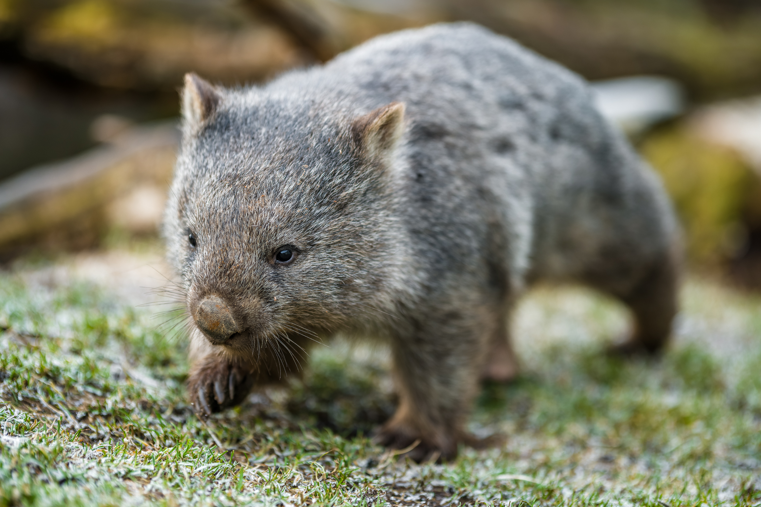 Zoo představila veřejnosti vombata Coopera