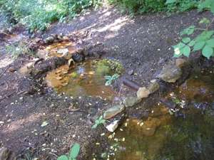 Pražské studánky - Korek - fotogalerie