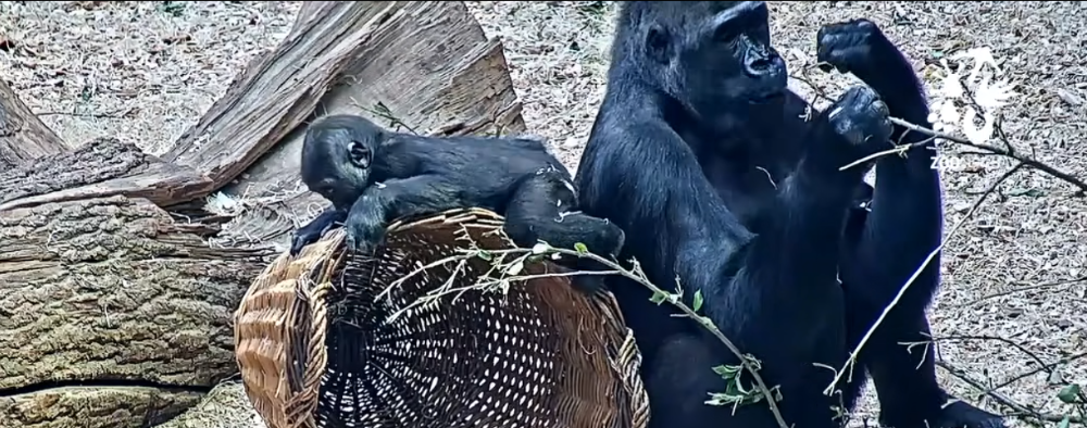 Ilustrační foto - gorily v pražské zoo